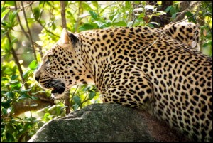 leopard