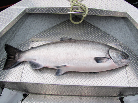 Record Queen Charlotte Lodge Fish