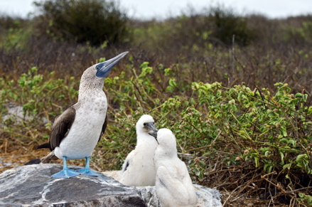 Blue-footed-boobies-galapagos-islands Blue-footed-boobies-galapagos-islands
