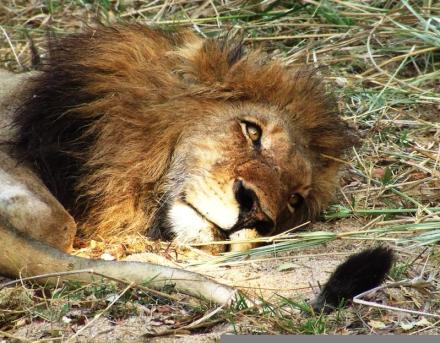 african-lion african-lion