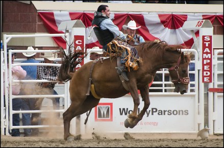 calgary-stampede-rodeo
