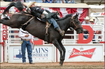 calgary-stampede-rodeo